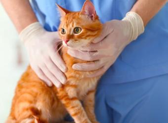 Cat Thyroid Issues: Understanding Hyperthyroidism and Hypothyroidism