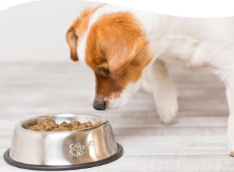 Help! My Dog is a Picky Eater! How to Know if Your Pet is Getting the Right Nutrients