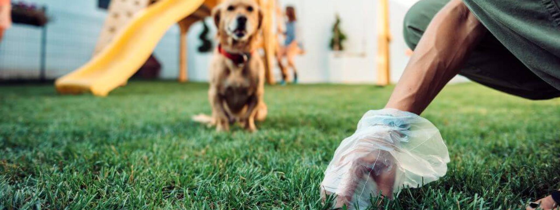 The Ultimate Guide to What Your Dog's Poop is Telling You