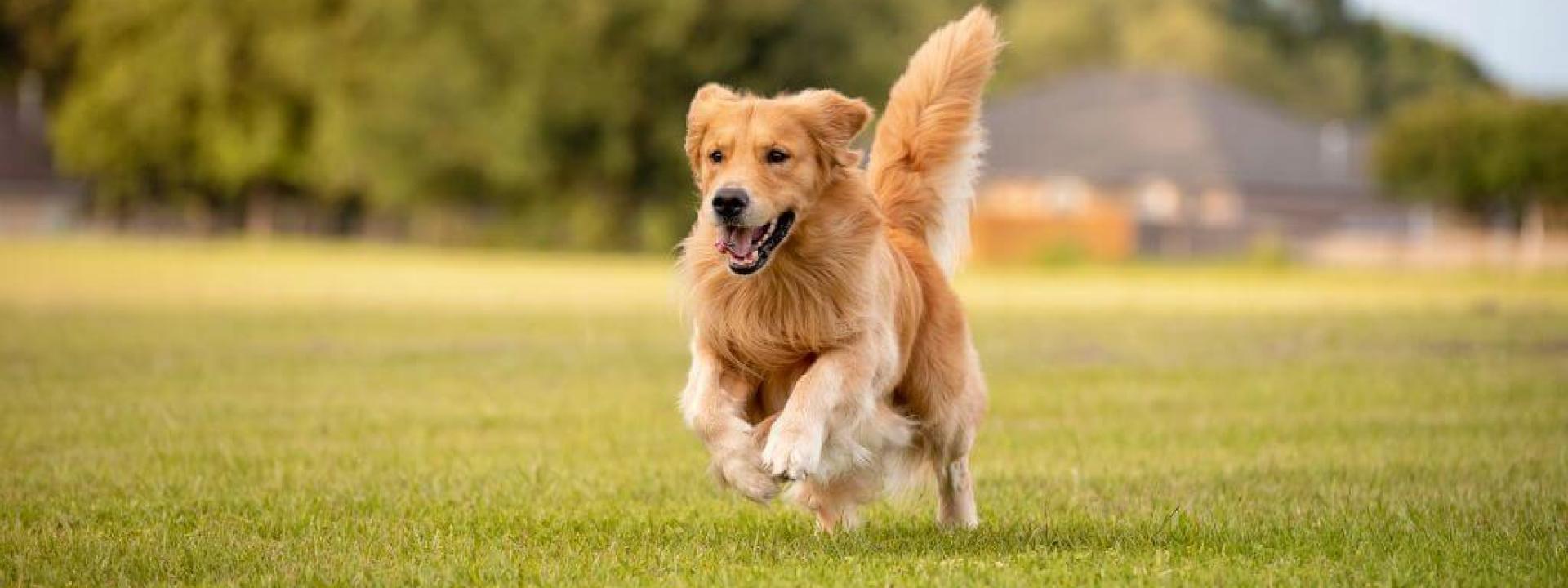 A Golden Retriever dog running. A great family dog breed.