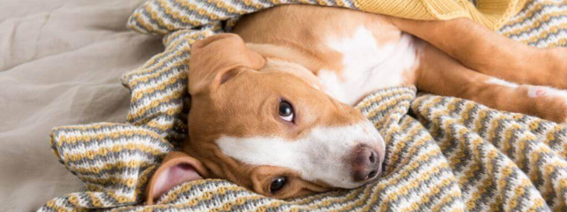 five common dog illnesses