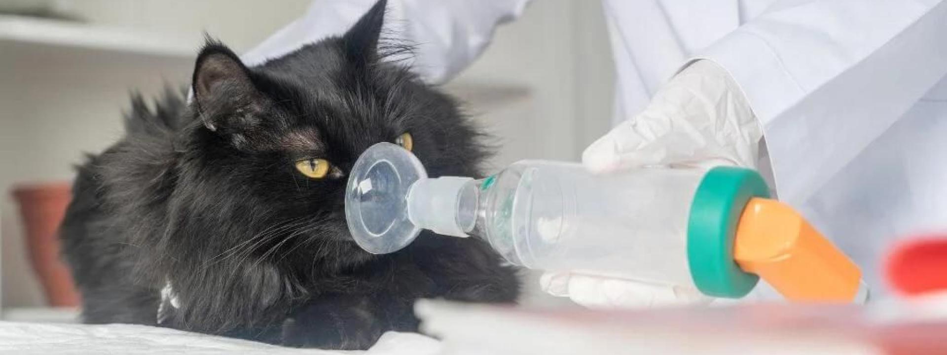 A black cat with asthma being treated by a veterinarian. 