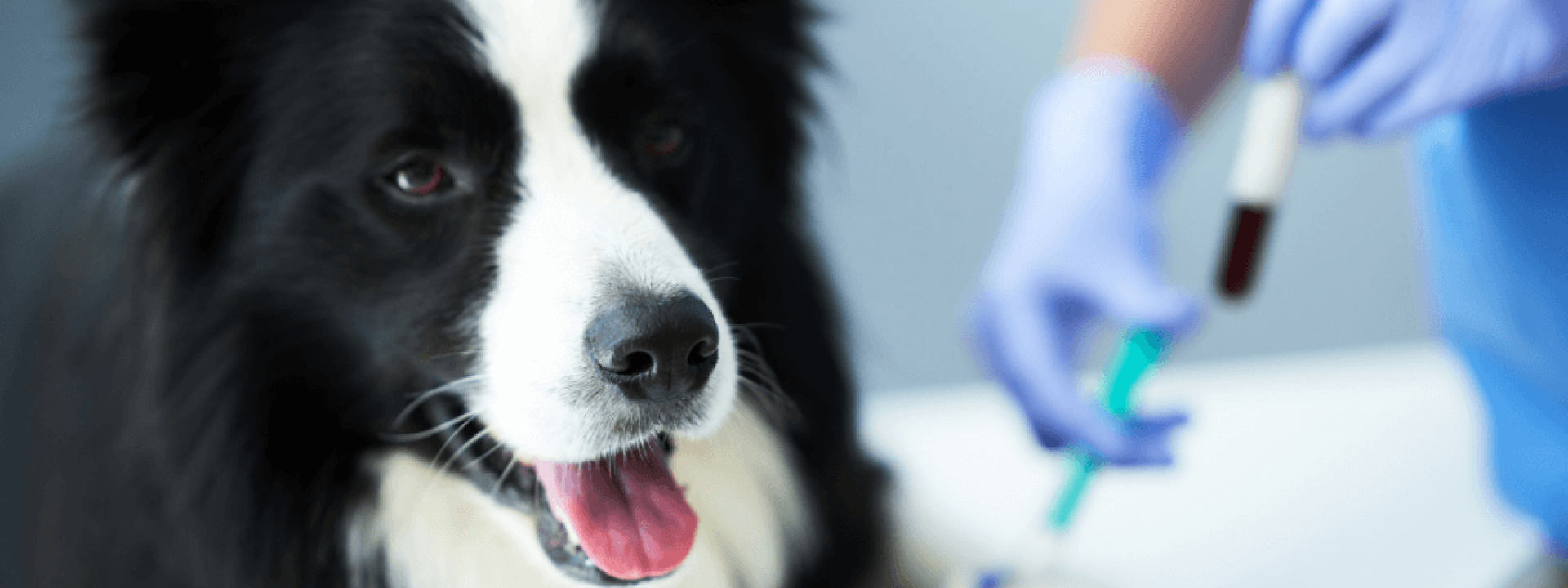 Female vet taking blood sample and examining a dog in clinic