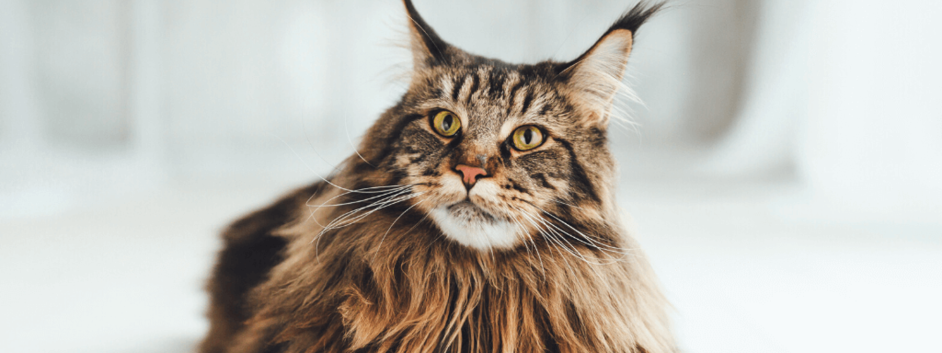 Maine coon cat on white background